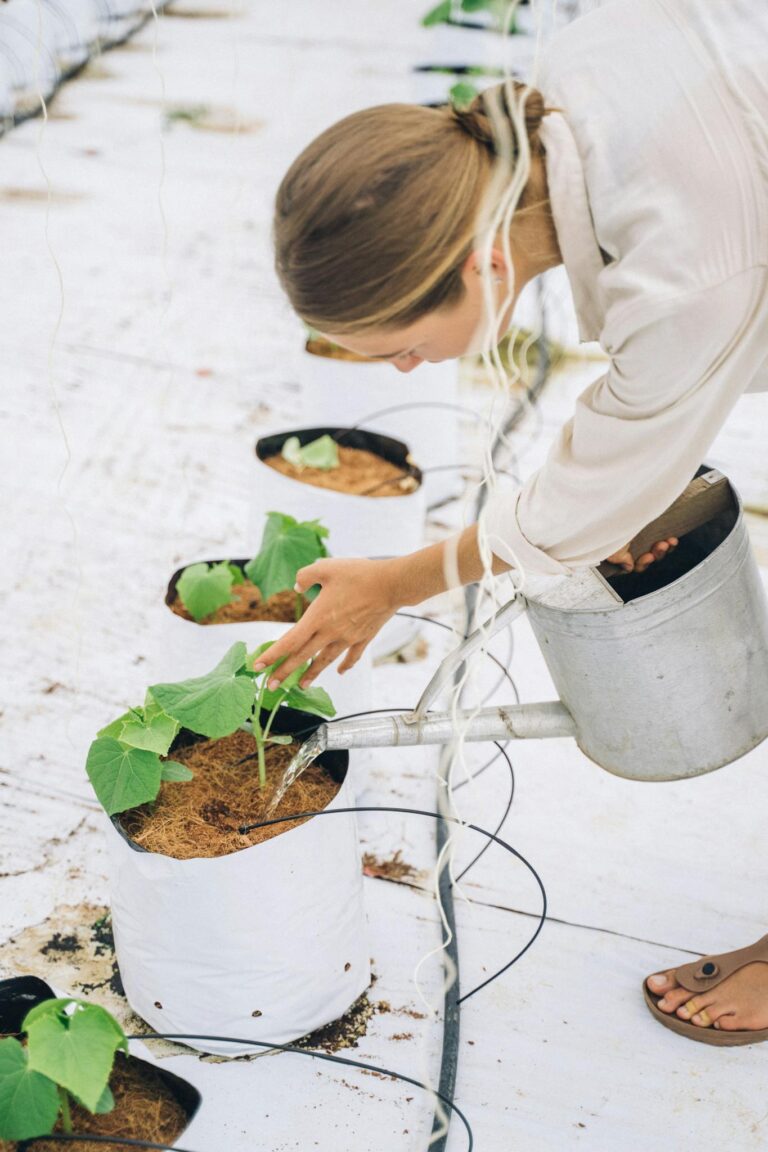 A woman waters young plants in an indoor greenhouse. Sustainable farming and plant care concept.