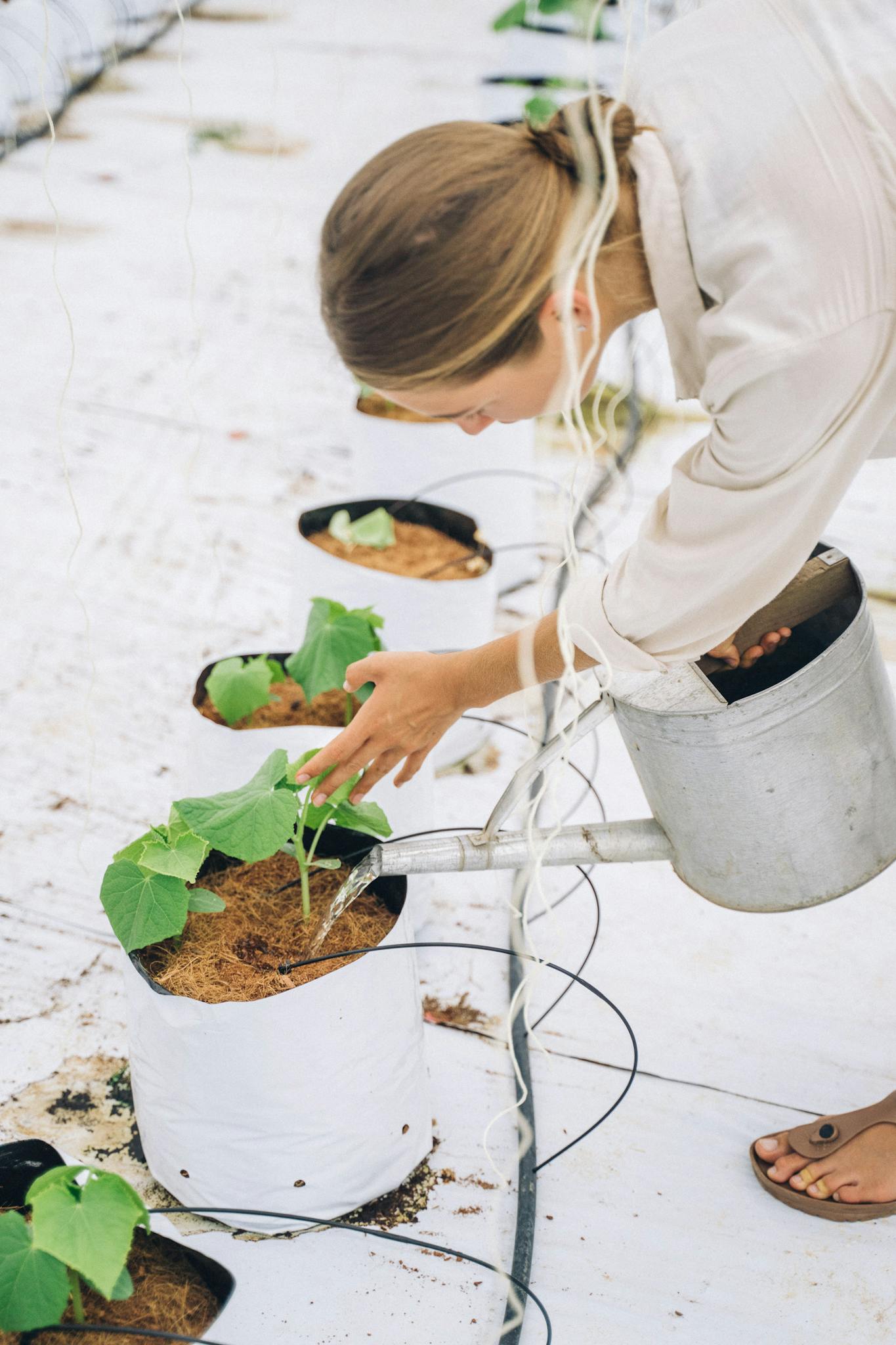 A woman waters young plants in an indoor greenhouse. Sustainable farming and plant care concept.