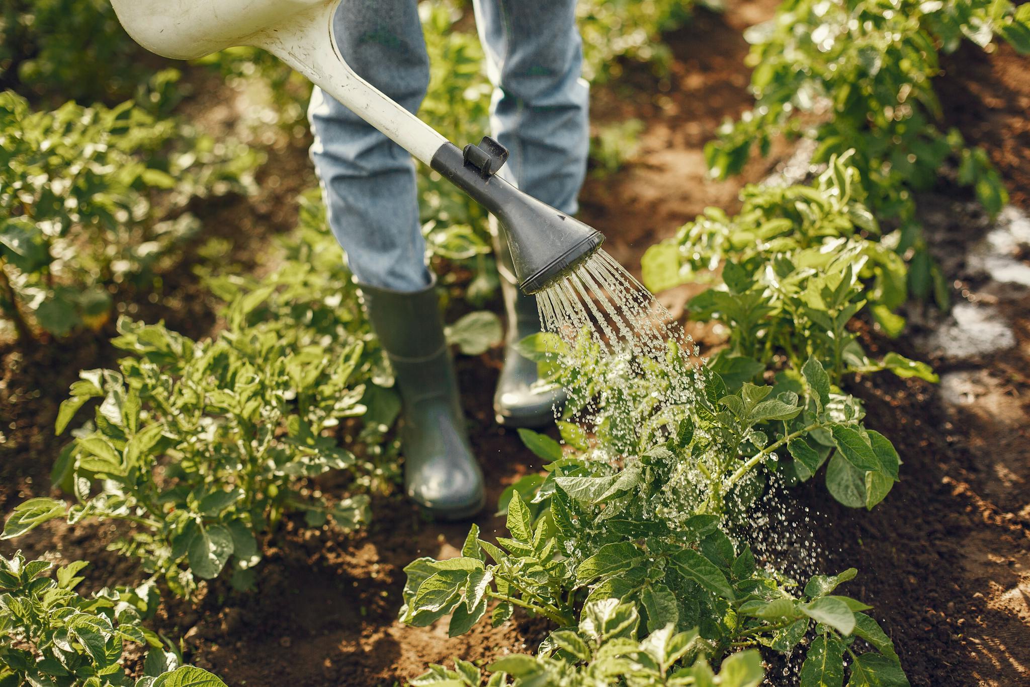 Adult tending to plants with a watering can in a sunlit garden. Lush growth depicted.