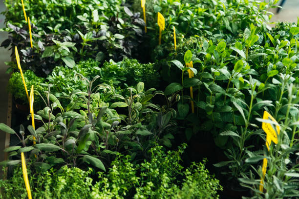 Herb plants in a pot. home balcony garden