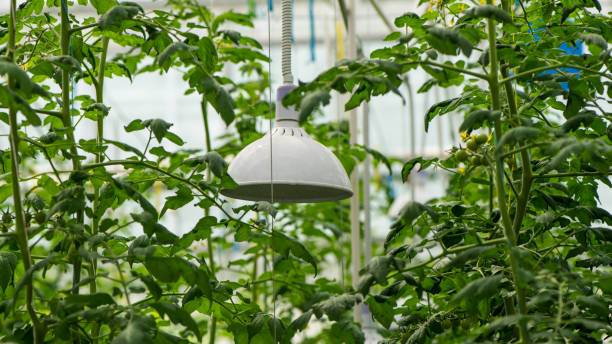 Soilless vegetables in greenhouses