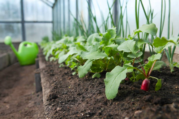 Red fresh radish and onion growing from the ground in the greenhouse, row.