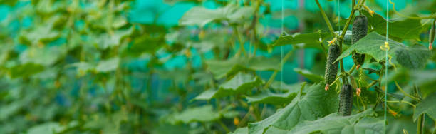Cucumbers grow in a greenhouse. selective focus. food.