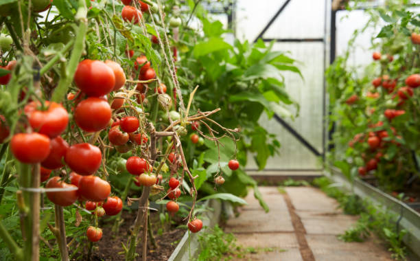 Greenhouse with tomatoes on a branch. harvesting, agriculture and food concept.